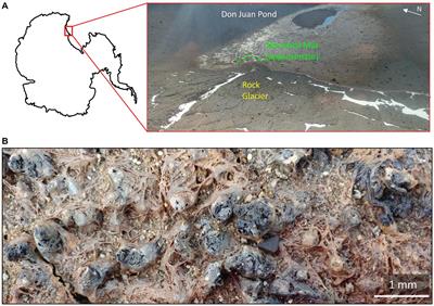 Genomic and phenotypic characterization of a red-pigmented strain of Massilia frigida isolated from an Antarctic microbial mat